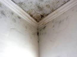 Best Mold Damage Restoration  in Jackson, OH