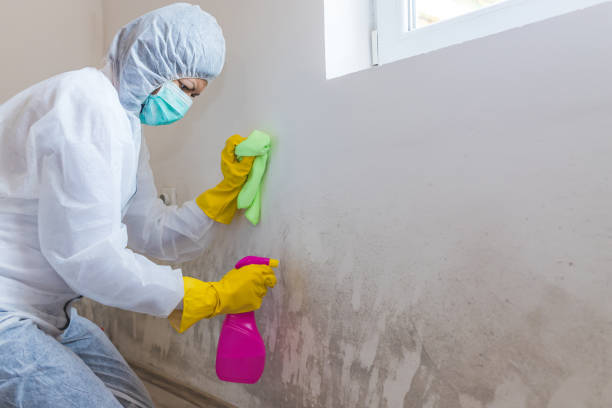  Jackson, OH Mold Removal & Remediation Pros