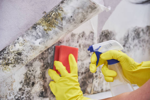 Best Forensic Mold Investigation  in Jackson, OH